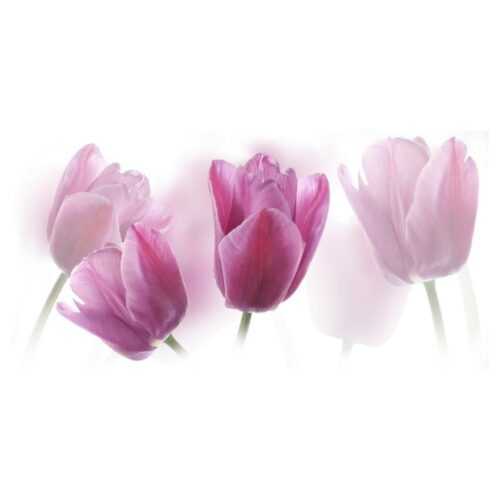 Dekor tulipány centro 20/50 CERROL